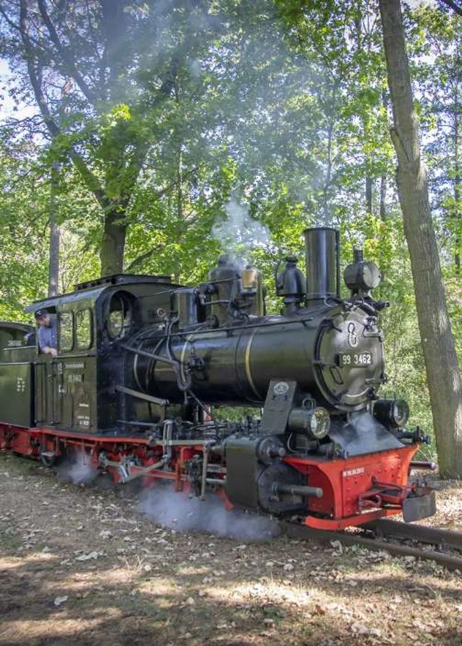 Eine historische Dampflokomotive fährt dampfend durch den Wald der Wuhlheide.